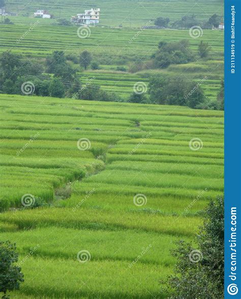 Landscape Image Of Lush Green Fields Of Terrace Farming Stock Image