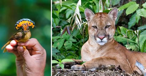 Meet 17 Amazing Amazon Animals Peru For Less Amazon Animals