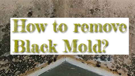 How To Remove Black Mold Youtube