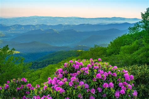 Blue Ridge Parkway Rhododenrons In Bloom Fine Art Photo Photos By