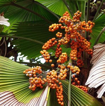 Palm oil is obtained from the fruit of the oil palm tree. 7 Big Benefits of Red Palm Oil (rivals Coconut Oil!) - The ...