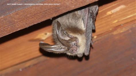 This Halloween Wildlife Expert Explains Why Bay Area Has A Booming Bat Population Patabook News