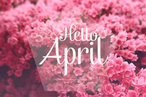 Hello April Pink April Blossoms Hello April April Quotes Happy April
