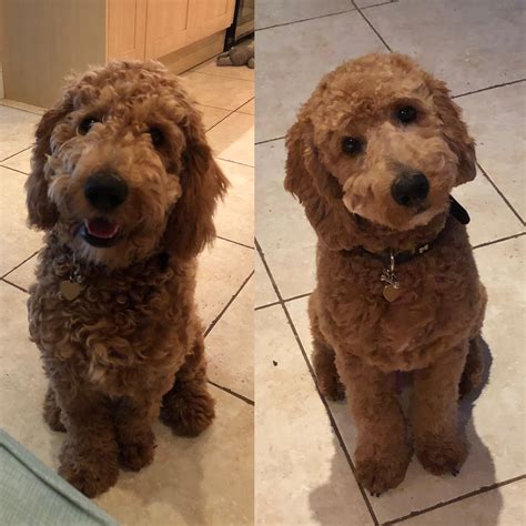 Maybe you would like to learn more about one of these? Before and after his first haircut, I present Waffles ...