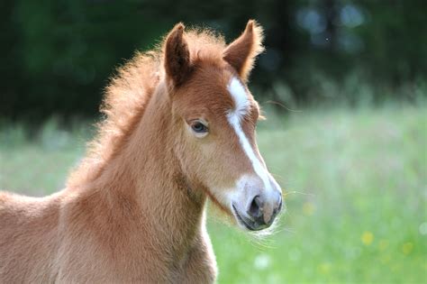 Free Images Meadow Sweet Cute Pasture Stallion Mane Fauna
