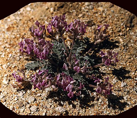 Wildflowers From The Mojave Desert California