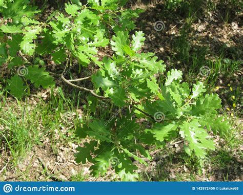 Oak Tree Branch Quercus Robur With Green Leaves In The Forest In Spring