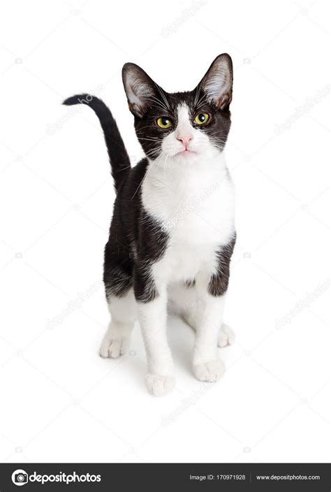 Pictures Tuxedo Cat Cute Tuxedo Cat — Stock Photo © Adogslifephoto