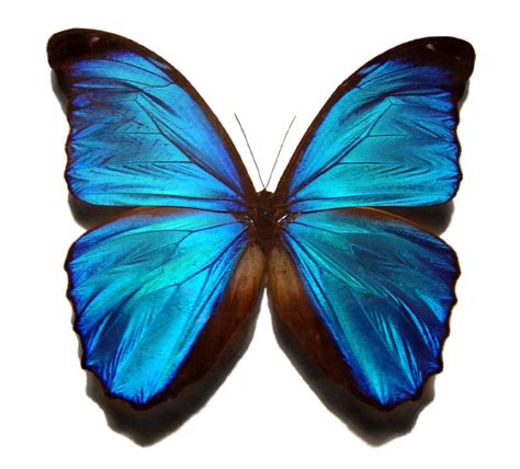 Fileblue Morpho Butterfly 维基百科，自由的百科全书