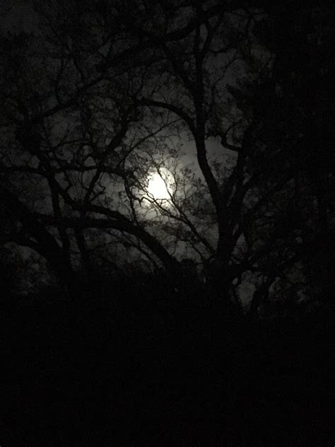 moonlight through trees