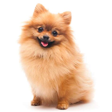 Pomeranian Dog Breed Information Complete Guide Dog Is World