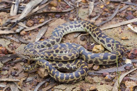 Spotted Python Stock Image F0314779 Science Photo Library