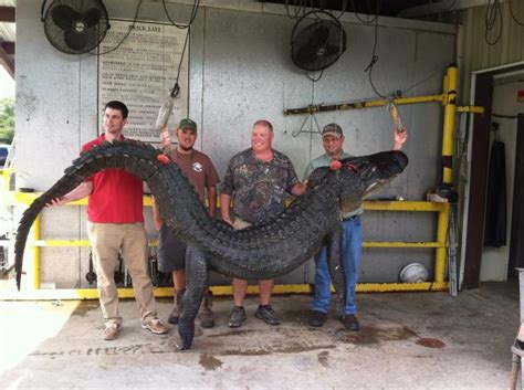 Giant Alligator Caught In Lake Seminole At Lake Allatoona