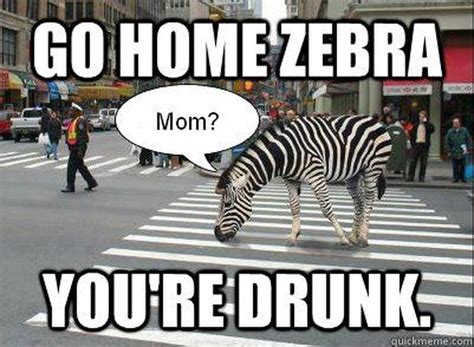 Lachen Met Ontsnapte Zebras Go Home Zebra Youre Drunk Brussel