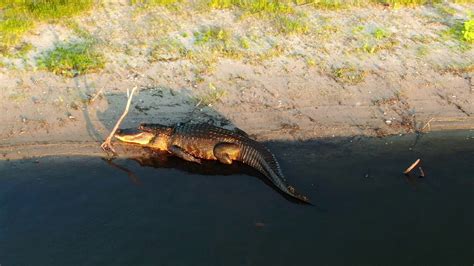 Drone Video Of Large Alligators In Lake Okeechobee Youtube