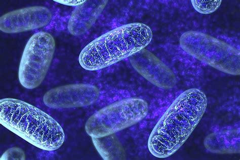 Mitochondria In Aging I Mechanisms And Background Josh Mitteldorf