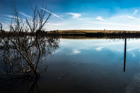 Free Images Landscape Sea Tree Nature Horizon Marsh Light