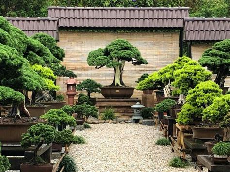 Japanese Garden Bonsai Garden Plant