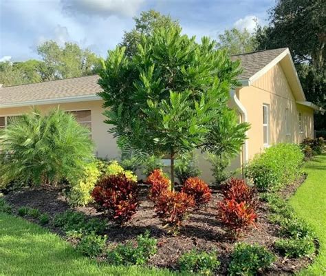 Japanese Fern Trees Overlooked In Southwest Florida Artistree Artistree