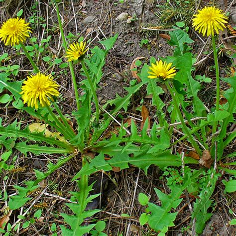 Herbal infusions are steeped for a longer time at lower temperatures, and are typically used for leaves and flowers. Dandelion - Vialii Gardens