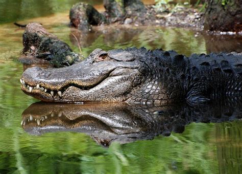 Are There Alligators In Caddo Lake Texas Letoha