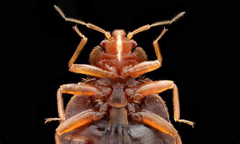 Bed Bugs Close Up