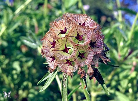 Pincushion From The Swallowtail Garden Seeds Collection Of Flickr