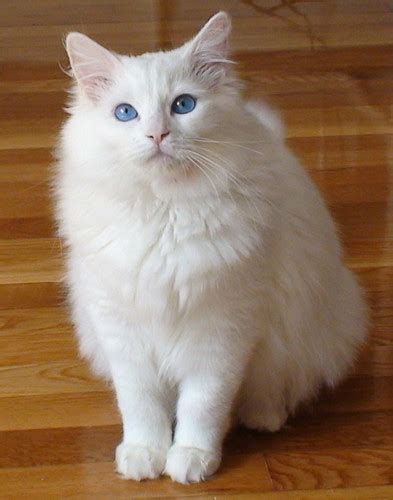 Portrait of white long hair birman cat with blue eyes. Frostclaws