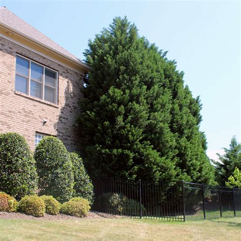 Leyland Cypress Trees for Sale- FastGrowingTrees.com