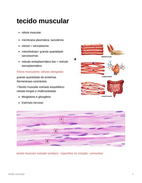 Tecido Muscular Tecido Muscular Célula Muscular Membrana Plasmática
