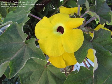 Plantfiles Pictures Uncarina Species Uncarina Decaryi By Palmbob