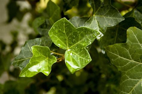 Pictures Of Ivy Leaves