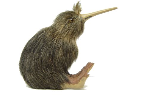 Kiwi Bird Png Images Transparent Free Download Pngmart