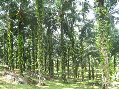 Browse recommended jobs for you. Plantation - Land General Berhad