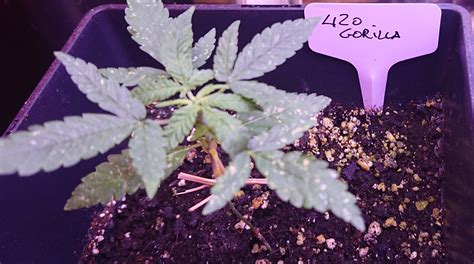 Fast Buds Gorilla Glue Auto Grow Diary Journal Week4 By Bedroomgrower