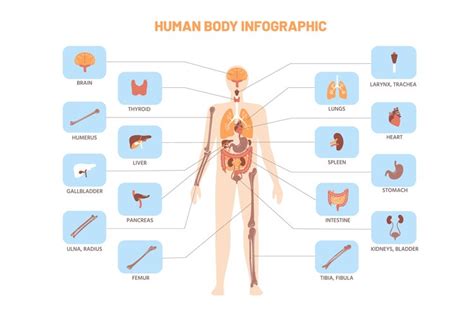 Human Body Infographic Anatomy Medical Scheme With Internal