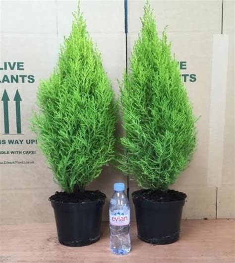 Cypress Goldcrest Trees X2 Pair 2 3 Ft Supplied In 3 Litre Pots