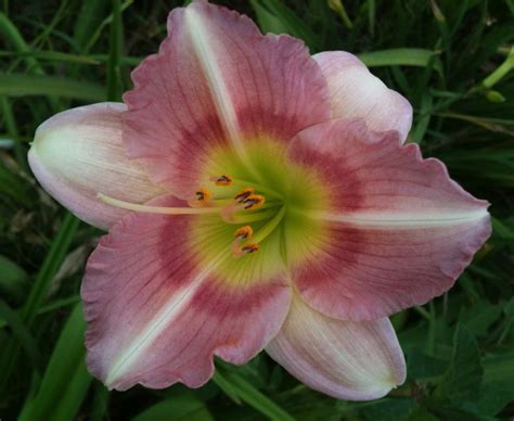 Made In Heaven Daylily Day Lilies Garden Landscaping Made In Heaven