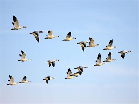 Do Geese Migrate Everything Explained Birdfact