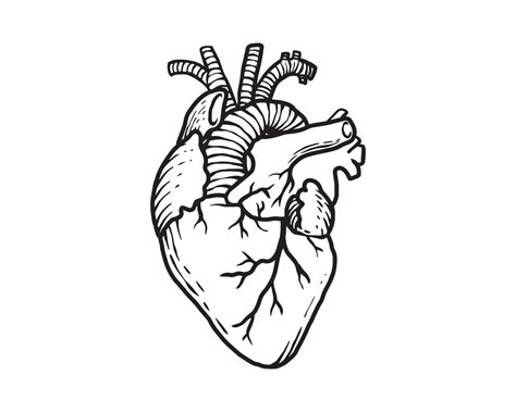 Le Cœur Humain Dans Lillustration De Contour Anatomie Des Organes D