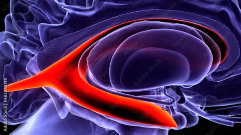 3d Illustration Of Human Brain Lateral Ventricles Anatomy Stock