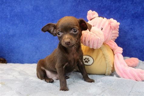 Chihuahua Puppies For Sale Long Island Puppies