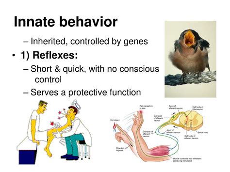 Ppt Chapter 34 Animal Behavior Powerpoint Presentation Free Download
