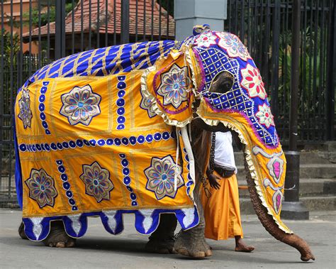 Flickriver Photoset Elephants In Sri Lanka By Denish C