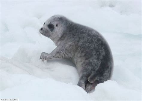 Ringed Seal Facts Pictures And Information Discover A Common Arctic Seal