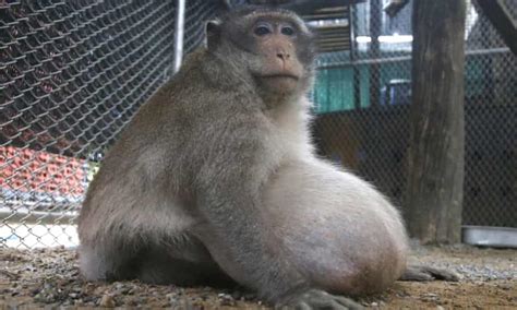 Obese Thai Monkey Who Got Big On Tourists Junk Food Placed On Strict