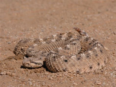 Snake Sightings Common In Mojave Desert On Base Edwards Air Force