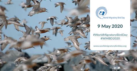 World Migratory Bird Day 2020 Birds Connect Our World Aewa