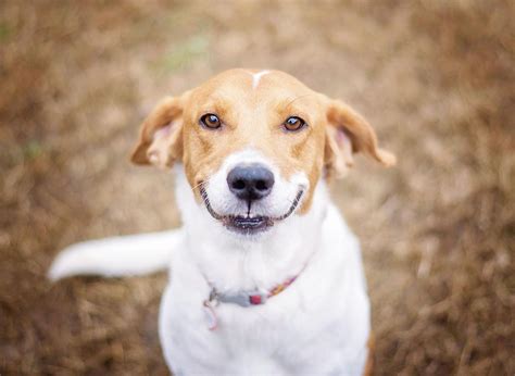 Happy Puppies These Are The 10 Happiest Breeds Of Adorable Pup Sure To