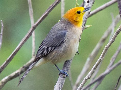 Orange Headed Tanager Ebird